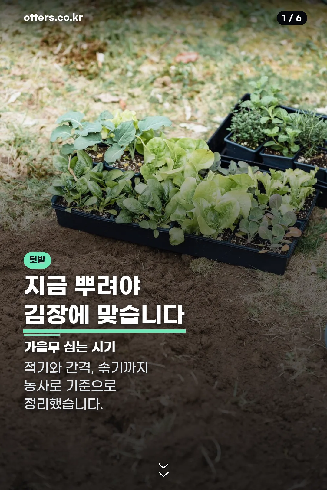 가을무 심는 시기 표지
