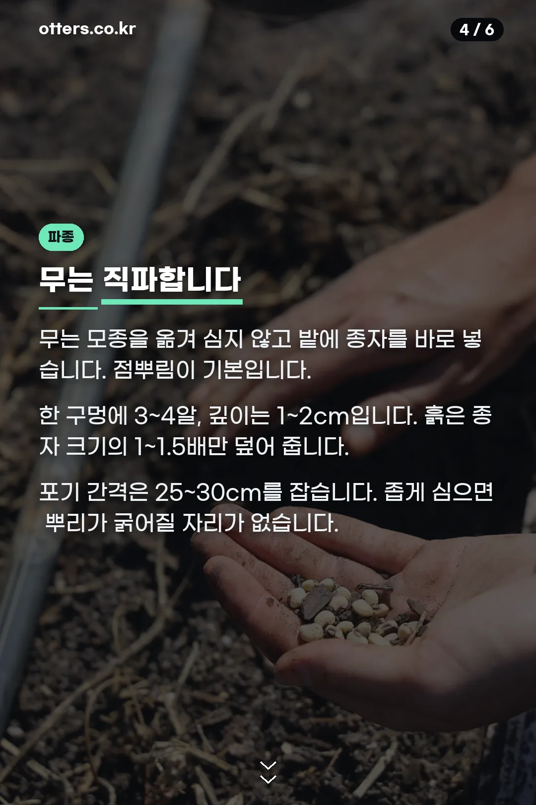점뿌림 방법과 간격