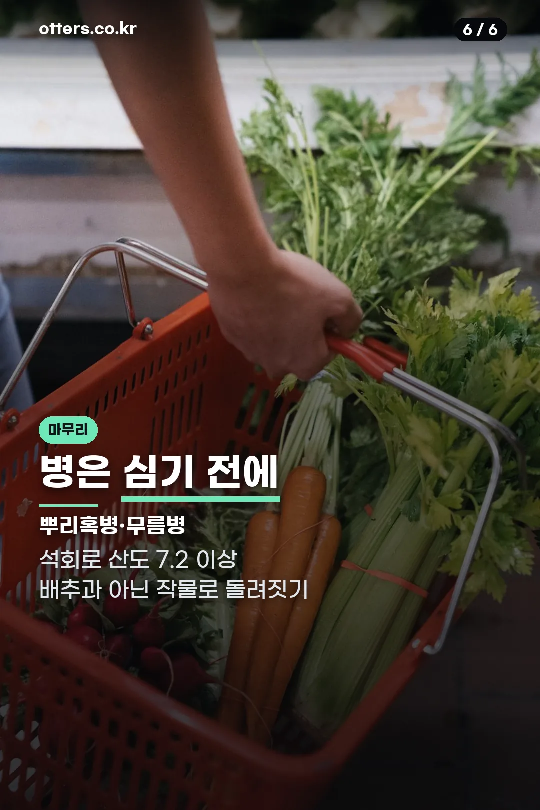 뿌리혹병 무름병 예방