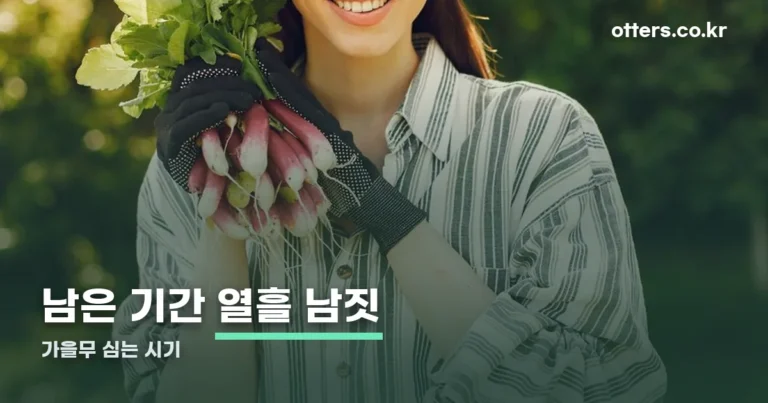 가을무 심는 시기 — 처서 지나면 열흘 남짓 남았습니다