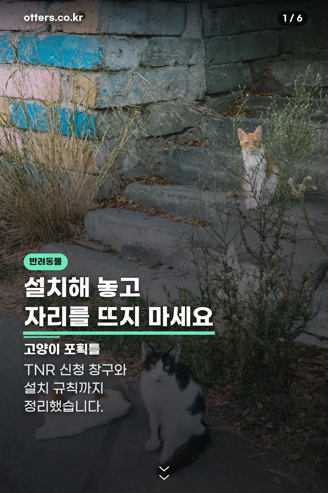 고양이 포획틀 표지
