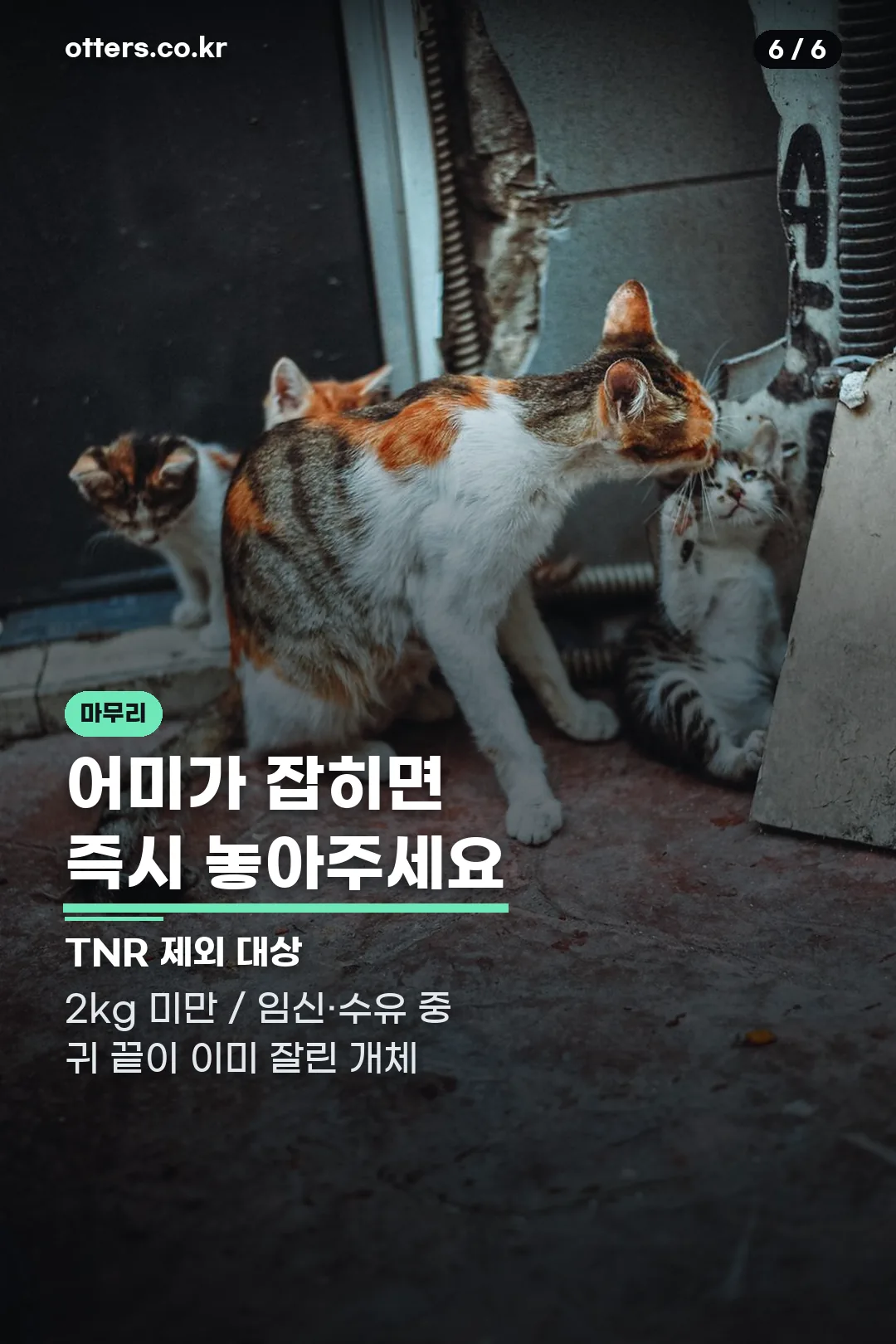TNR 제외 대상