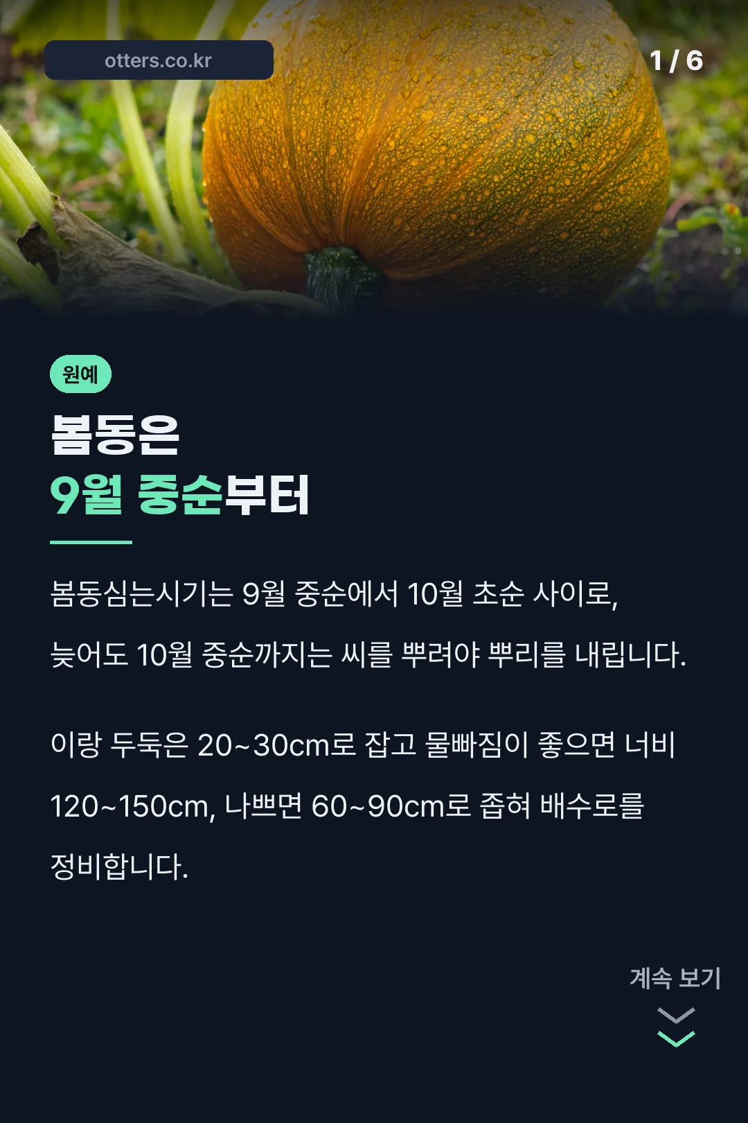 봄동은 9월 중순부터