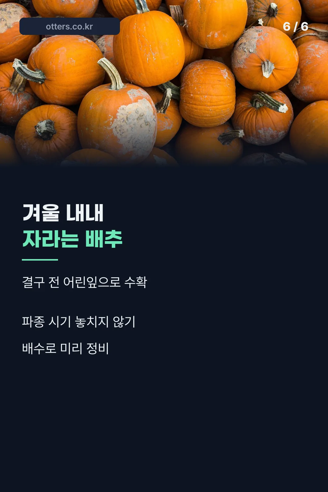 가을 텃밭 마무리