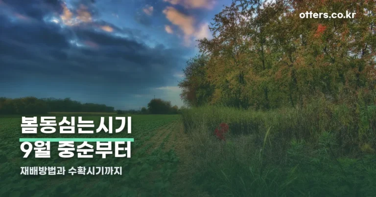 봄동심는시기 — 9월 중순부터, 배수로 만드는 법까지