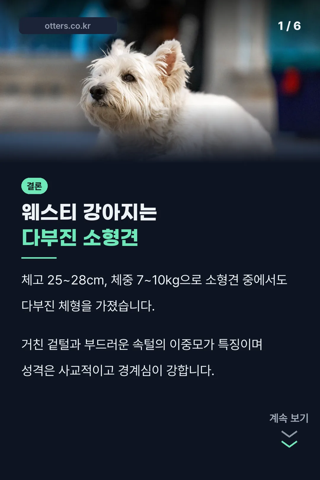 웨스티 강아지 소개