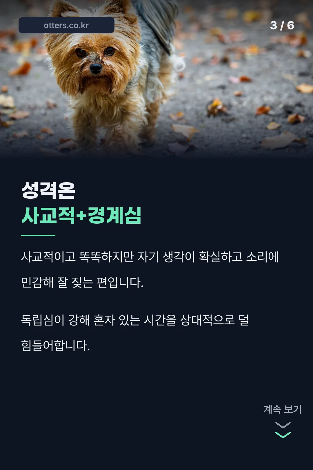 웨스티 성격 특징
