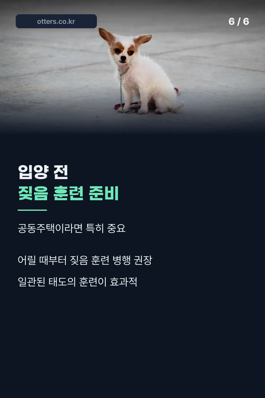 입양 전 고려할 점