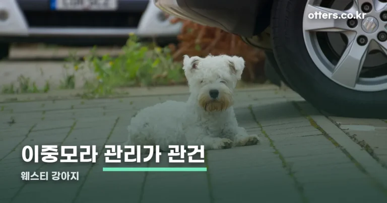 웨스티 강아지 — 크기·성격·이중모 관리까지 한눈에