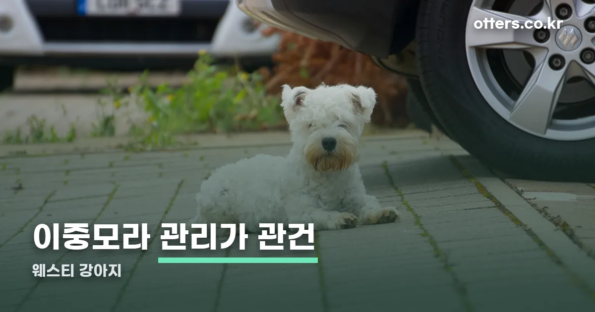 웨스티 강아지 정리 썸네일