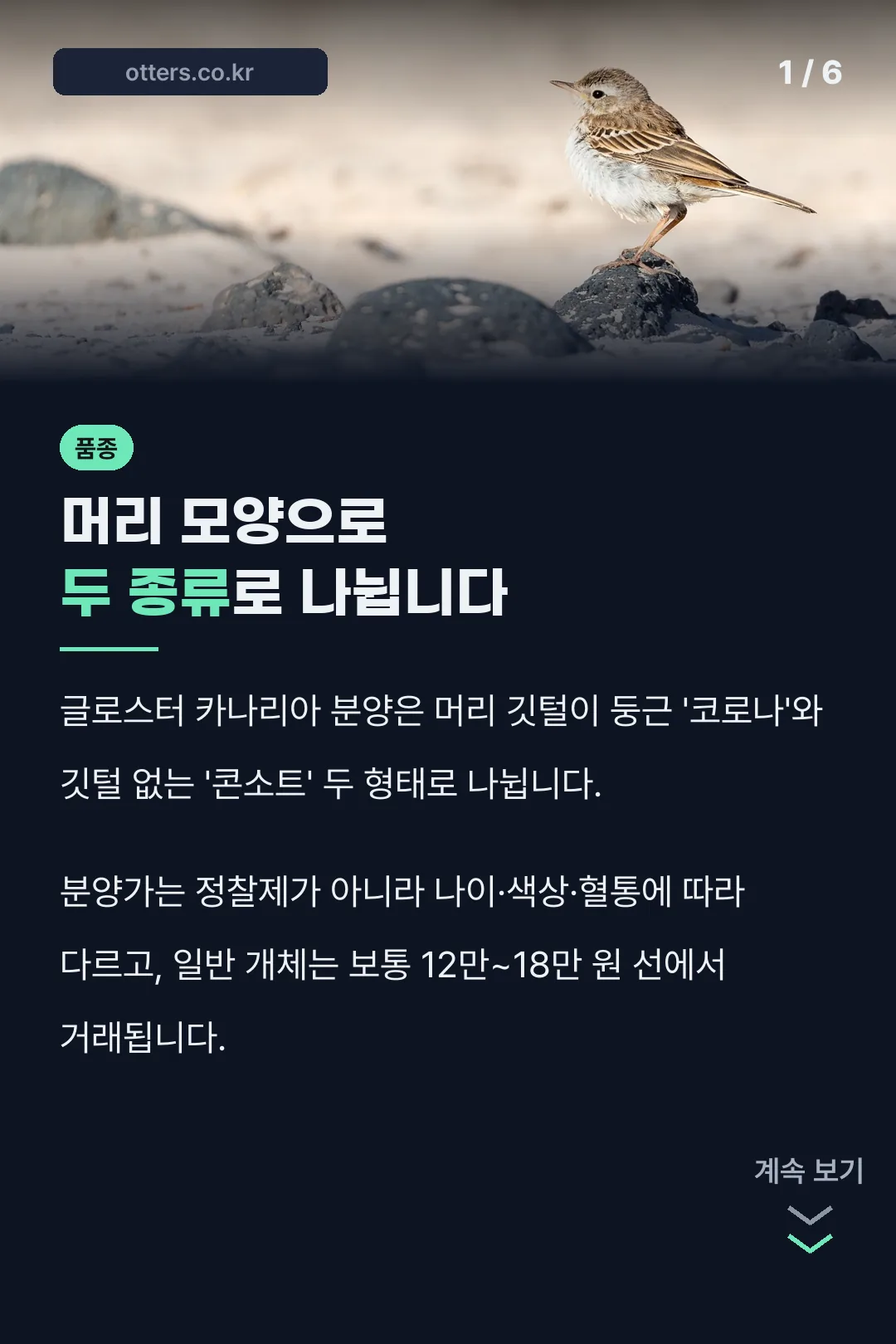 글로스터 카나리아 요약