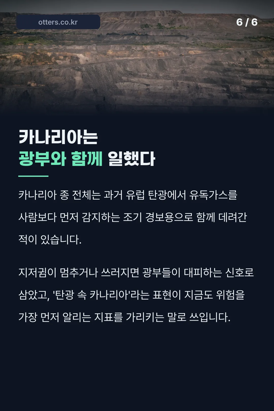 탄광 속 카나리아