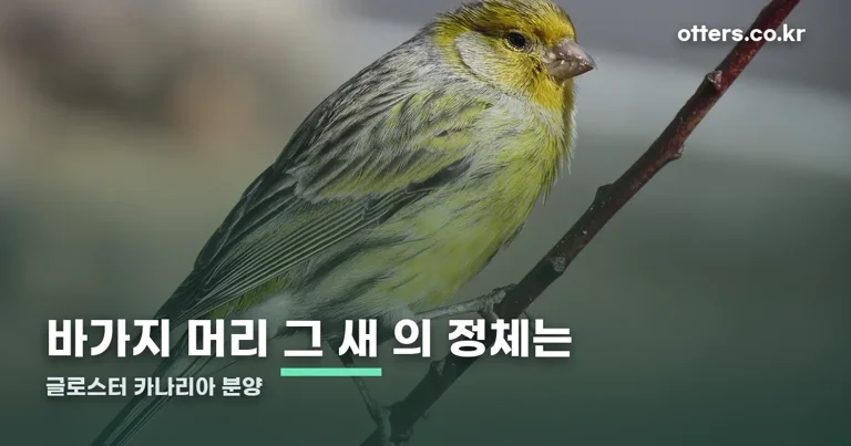 글로스터 카나리아 분양 정리 썸네일